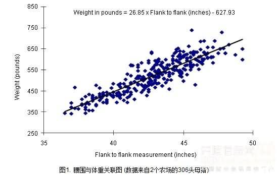 养猪技巧：通过腰围估测母猪体重